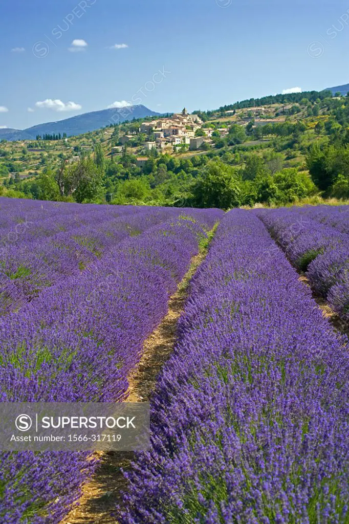 Blooming lavender field and Aurel village. Provence. France.