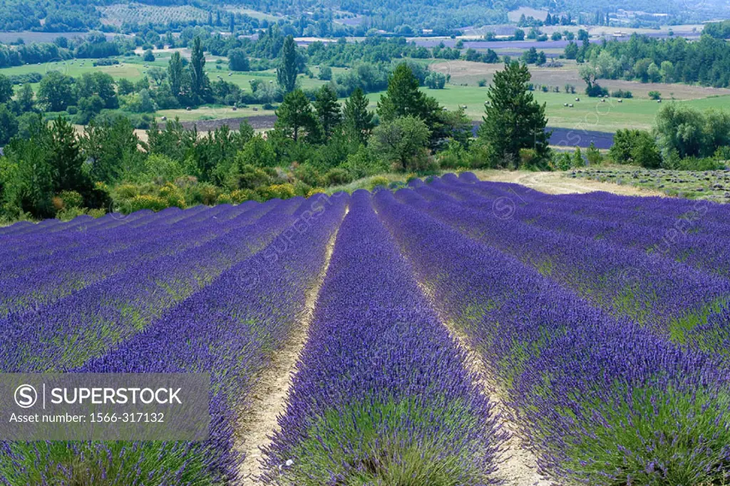 Blooming lavender field. Provence. France.