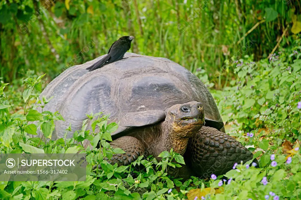 Giant Tortoise in the Highlands with Ani Bird. Isla Santa Cruz, Galápagos Islands, Ecuador.