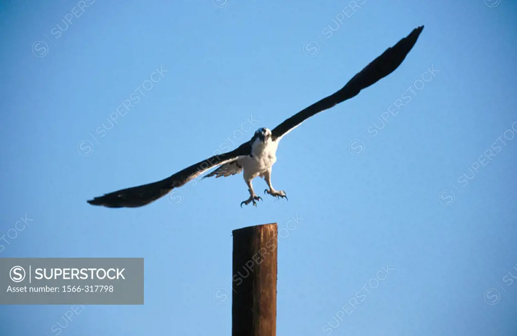 Osprey (Pandion haliaetus) in flight. Vizcaino peninsula. Baja California. Mexico