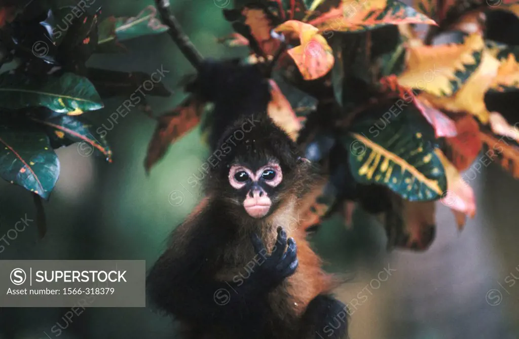 Central american spider monkey (Ateles geoffroyi panamensis). Tortuguero National Park. Costa Rica
