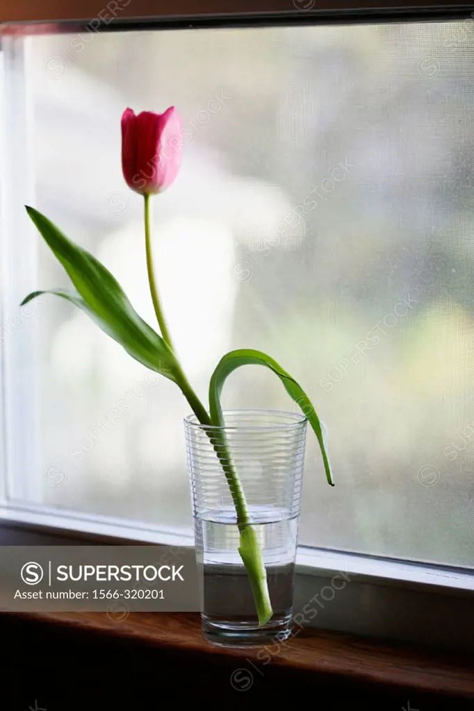 Tulip flower in glass of water on window sill.