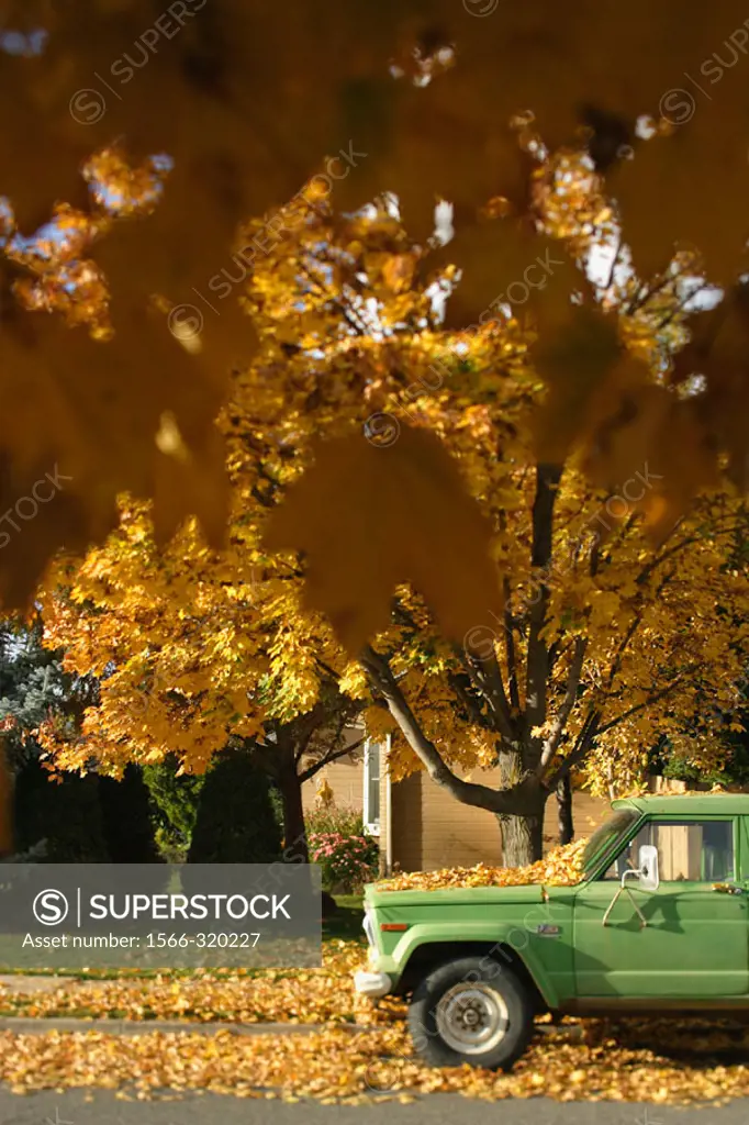 Green truck parked on street with trees in fall season.