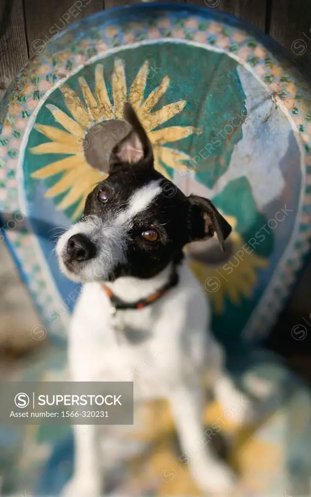 Jack Russell Terrier sitting on decorative chair tilting it´s head with one ear up.