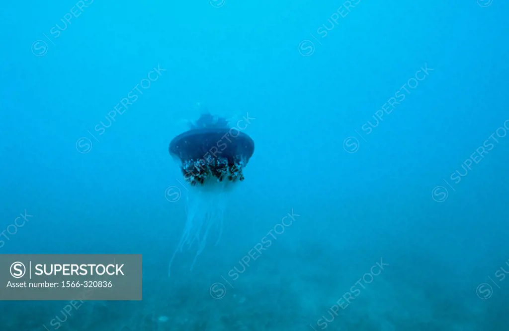 Jellyfish. Great Barrier Reef. North of Cooktown. Cape York peninsula. Queensland. Australia