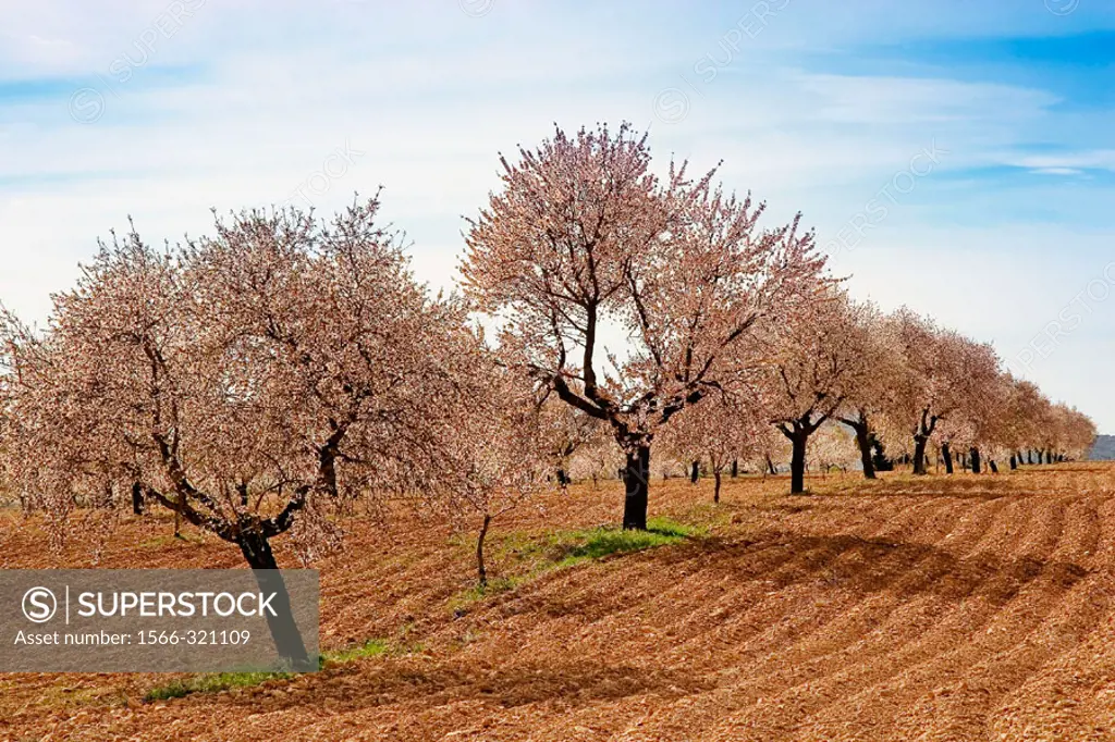 Almond trees. Murcia province. Spain.