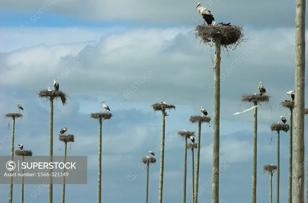 White Stork (Ciconia ciconia) nesting on wooden poles. Cáceres province, Extremadura, Spain