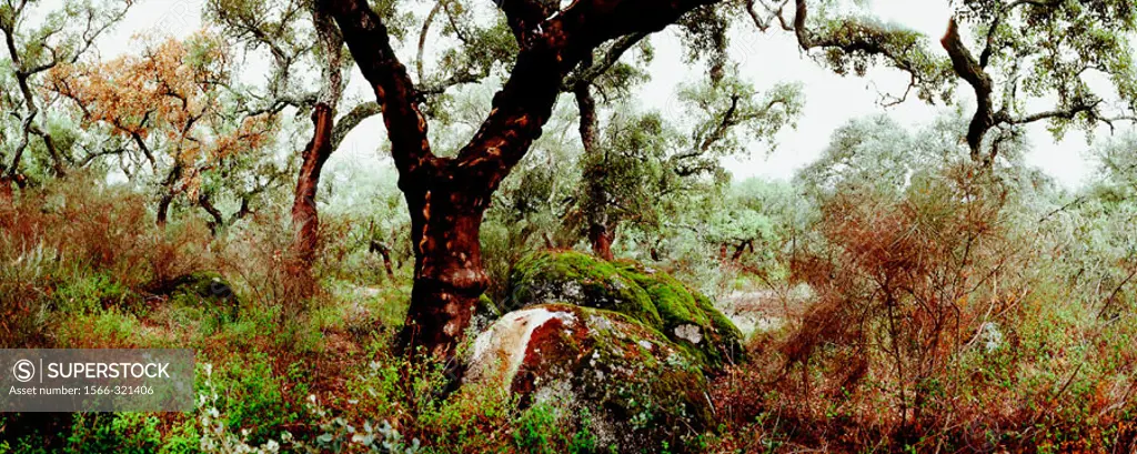 Cork tree (Quercus suber) forest. Parque Natural de Monfrague. Extremadura. Spain