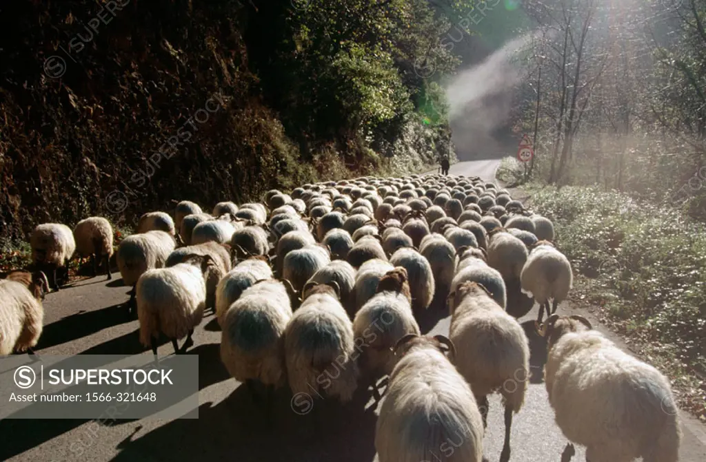Flock of sheep, Navarre, Spain