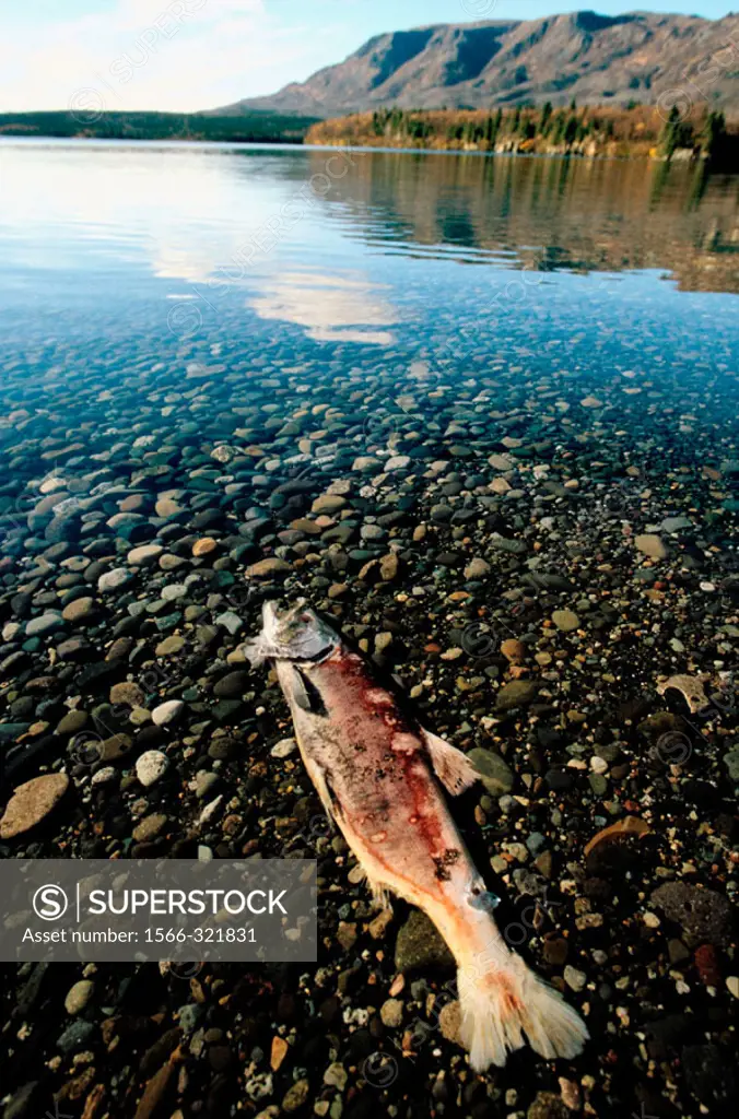 Red salmon (Oncorhynchus nerka) dead after spawning. Katmai national park. Alaska. USA