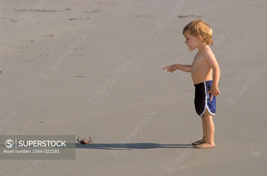 Child (age 2) pointing at dead crab on Sand Dollar Beach, Big Sur Coast, California