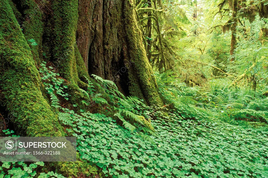 Sword ferns, sorrel, and moss-covered old growth in the Queets Rain Forest, Olympic National Park, Washington