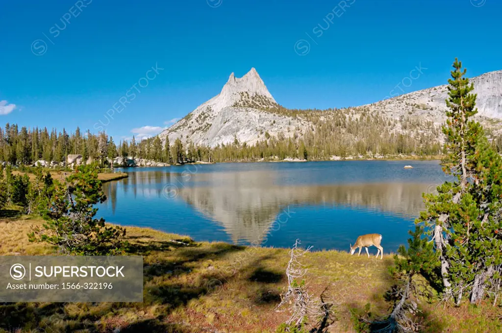 Cathedral Peak from the shore of upper Cathedral Lake (deer visible), Yosemite National Park, California