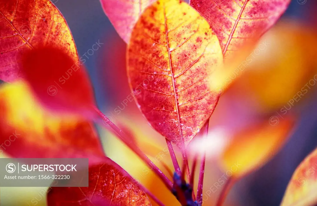 Smoke tree (Cotinus coggygria). Autumn Leaves.