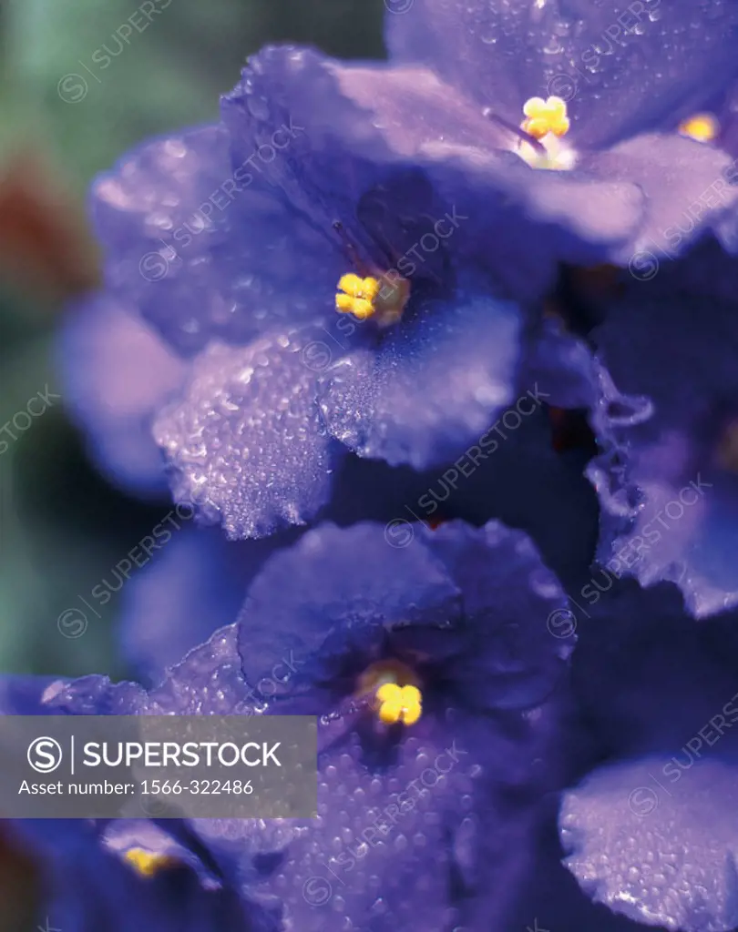 Viola flower, detail