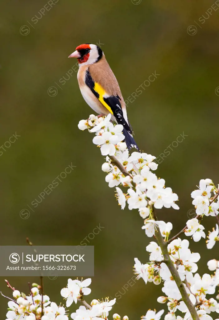 Goldfinch (Carduelis carduelis) on spring blossom