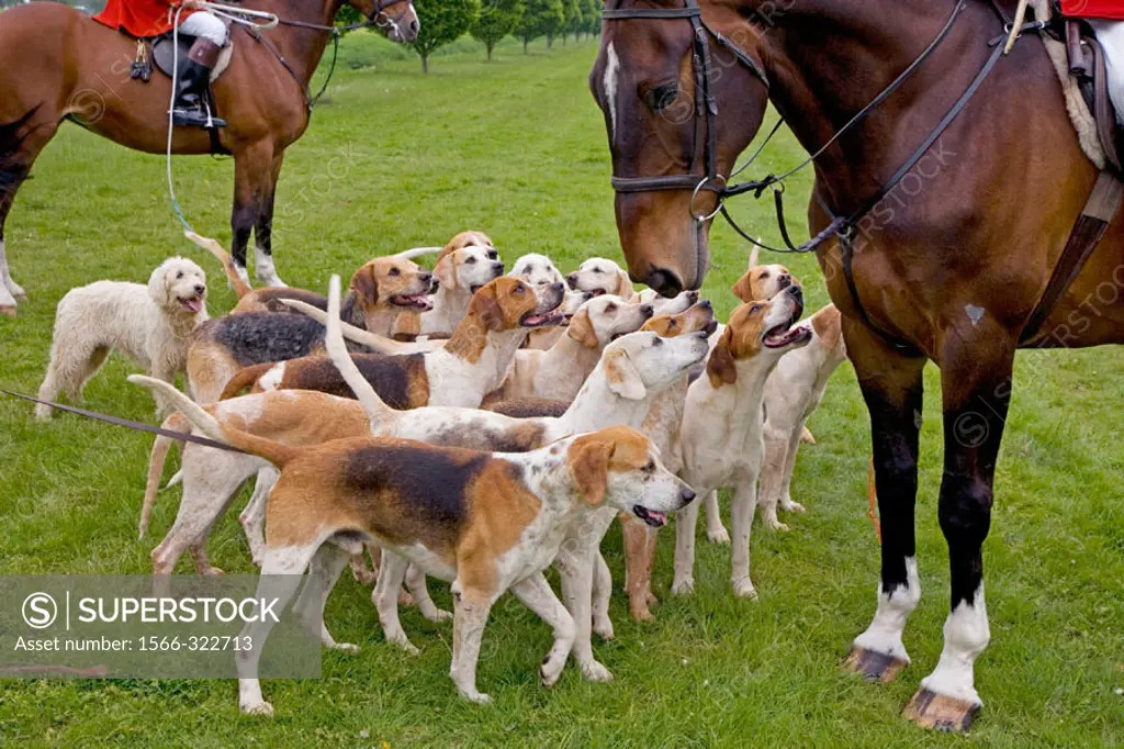 Foxhounds From The Craven Hunt