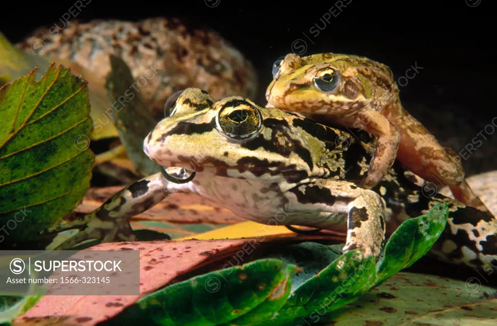 Iberian Frog (Rana perezi) mating. Galicia, Spain