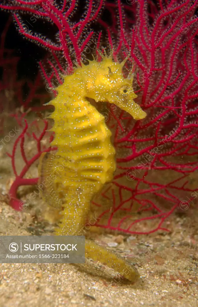 Seahorse (Hippocampus guttulatus). Galicia, Spain