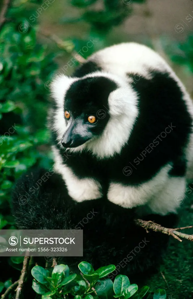 Ruffed Lemur (Lemur variegatus)