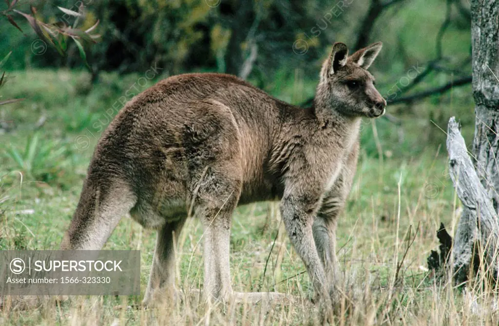 Grey Kangaroo (Macropus giganteus). Australia
