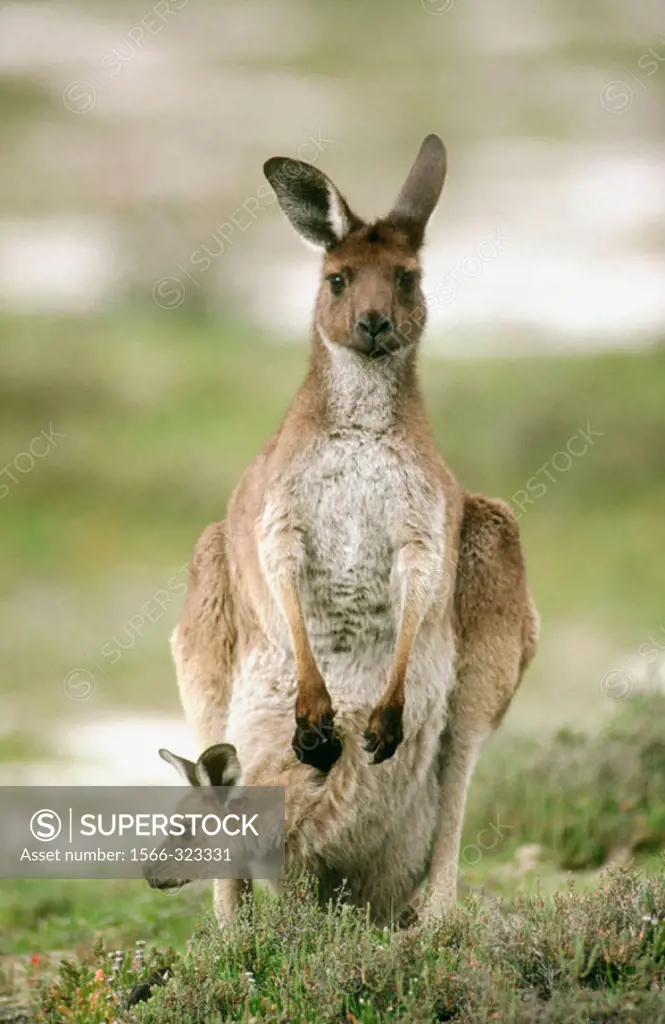 Western Grey Kangaroo (Macropus fuliginosus). Victoria, Australia