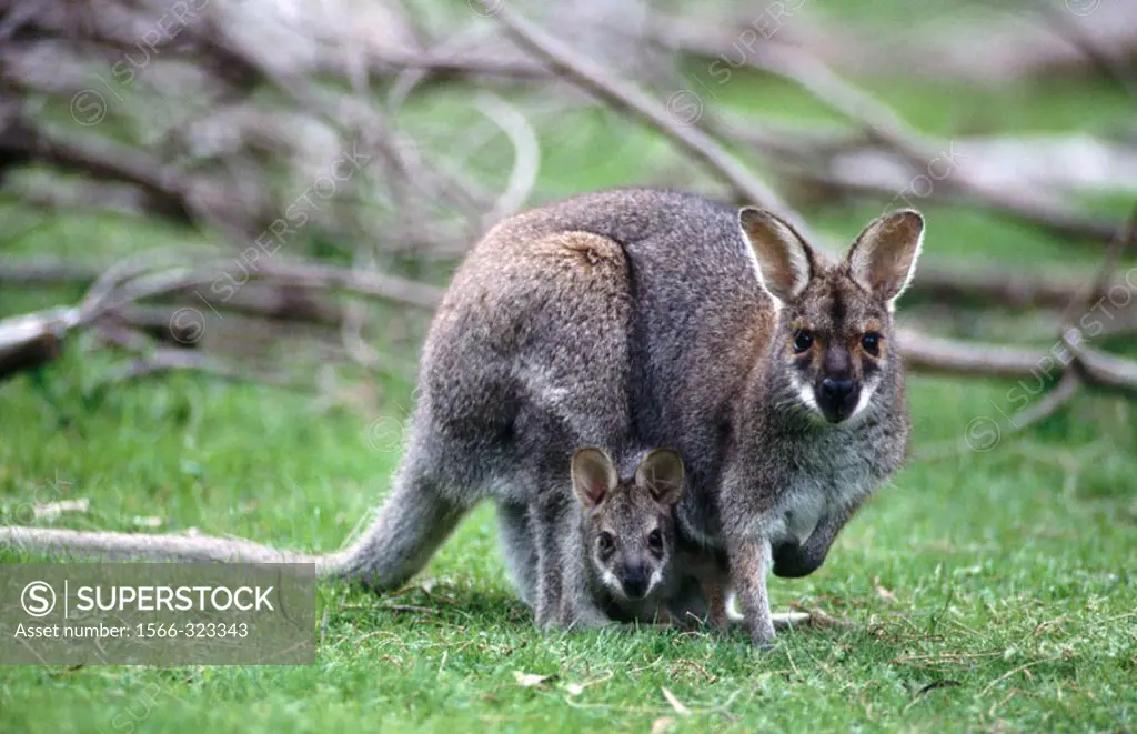 Red-necked Wallaby (Macropus rufogriseus), mother and joey. Australia