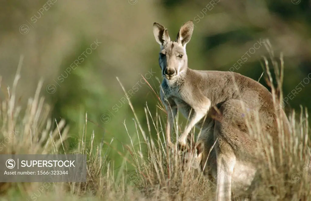 Red Kangaroo (Macropus rufus). South Australia