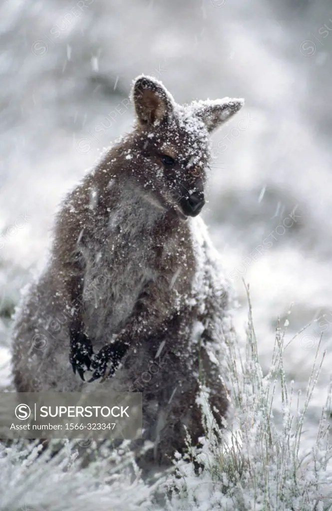 Wallaby (Macropus rufogriseus). Tasmania, Australia