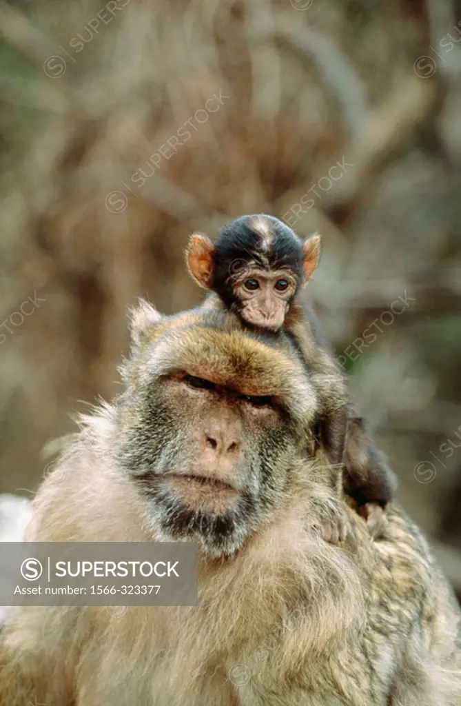 Barbary Macaque (Macaca sylvanus). Gibraltar, UK