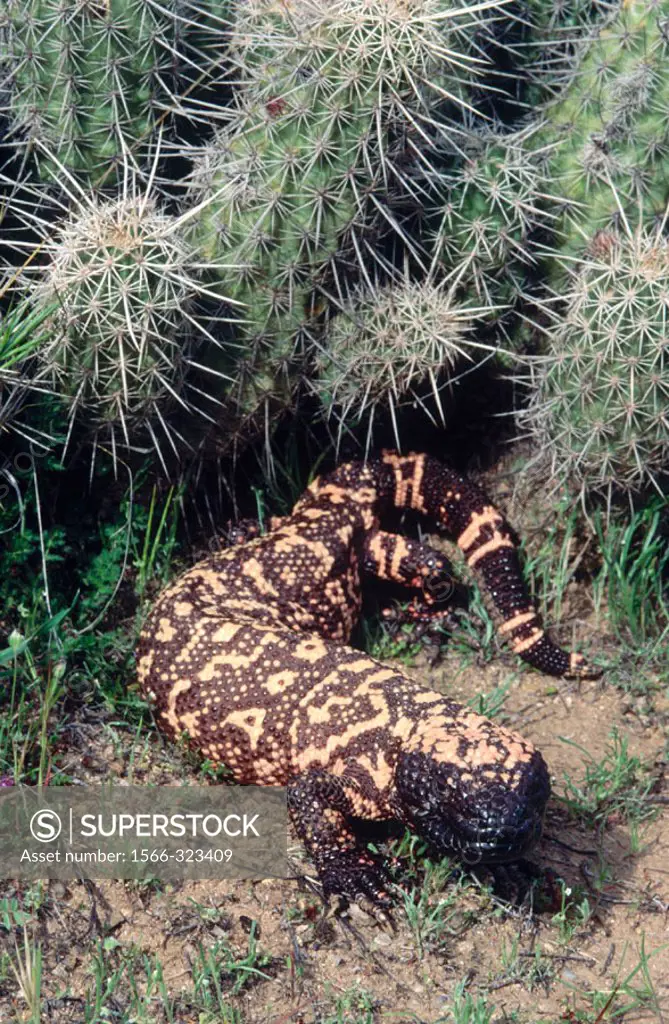 Gila Monster (Heloderma suspectum). Sonoran Desert, Arizona, USA