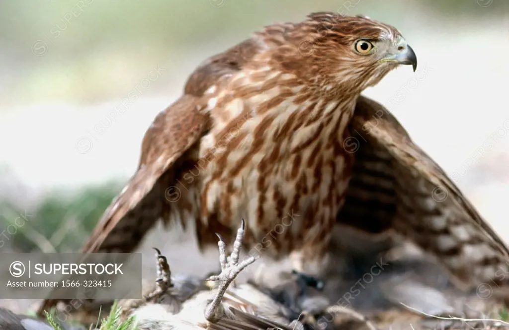 Cooper´s Hawk (Accipiter cooperii). Arizona, USA