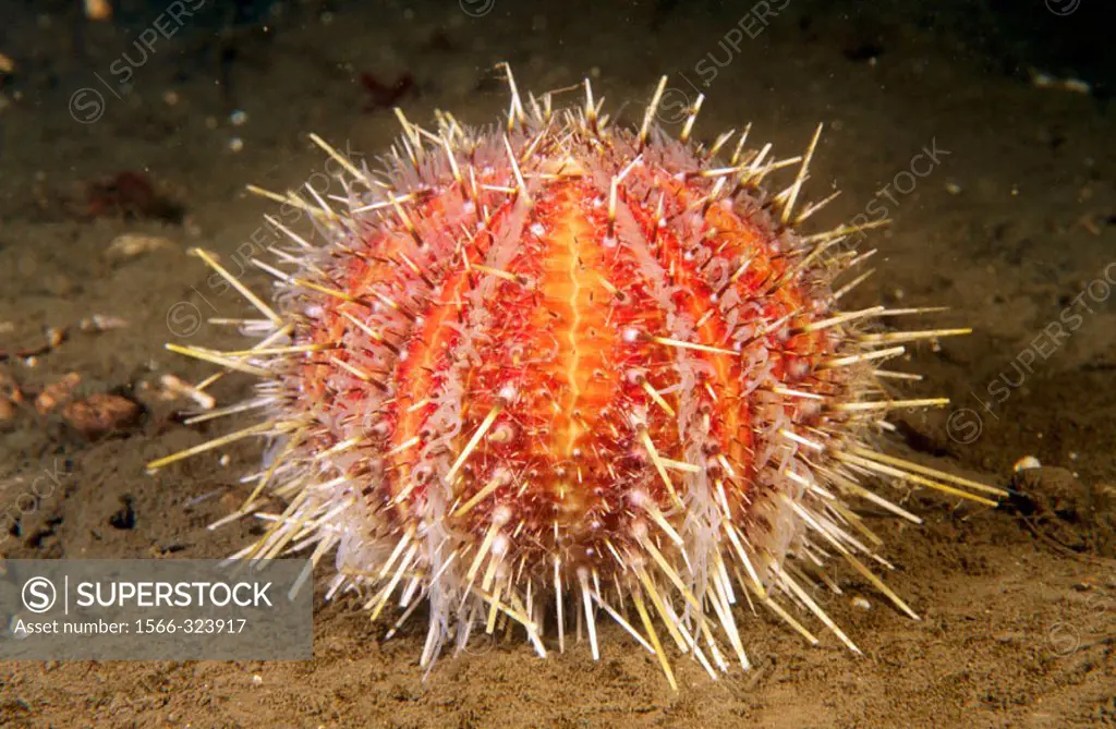 Sea Urchin (Echinus acutus). Galicia, Spain