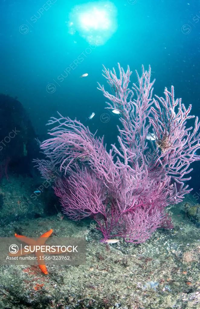 Underwater scenic