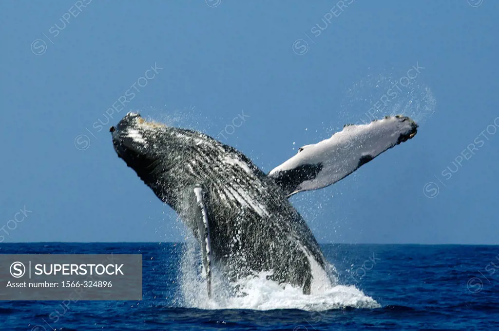 Humpback whale, Megaptera novaeangliae, breaching, Kailua-Kona, Big Island, Hawaii (Pacific)