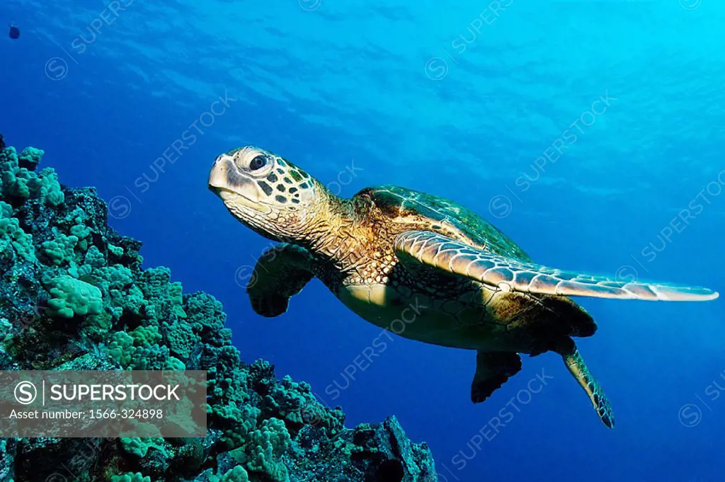 Green sea turtle, Chelonia mydas, Kailua-Kona, Hawaii, (Pacific)