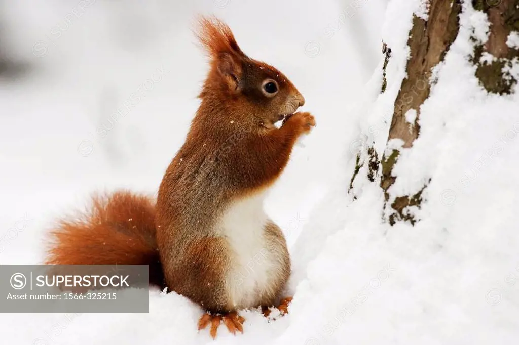 Red Squirrel (Sciurus vulgaris) eats a nut in winter