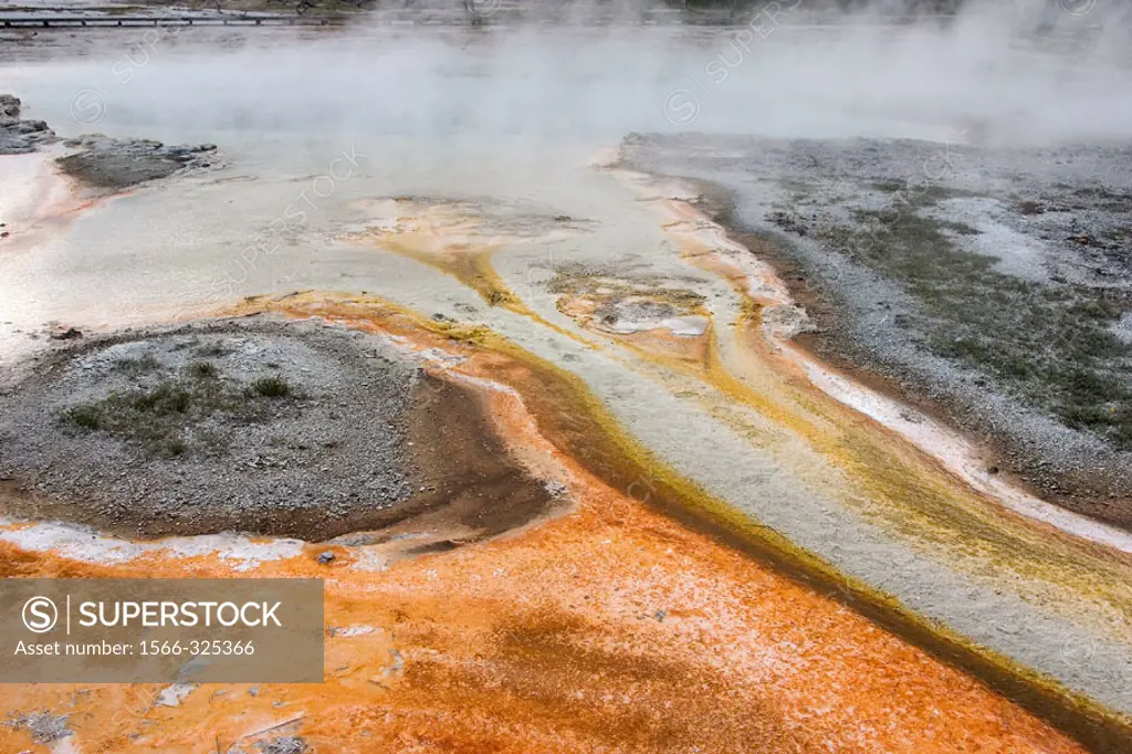 A bacterial mat near a hot spring in Yellowstone National Park, Wyoming, USA.