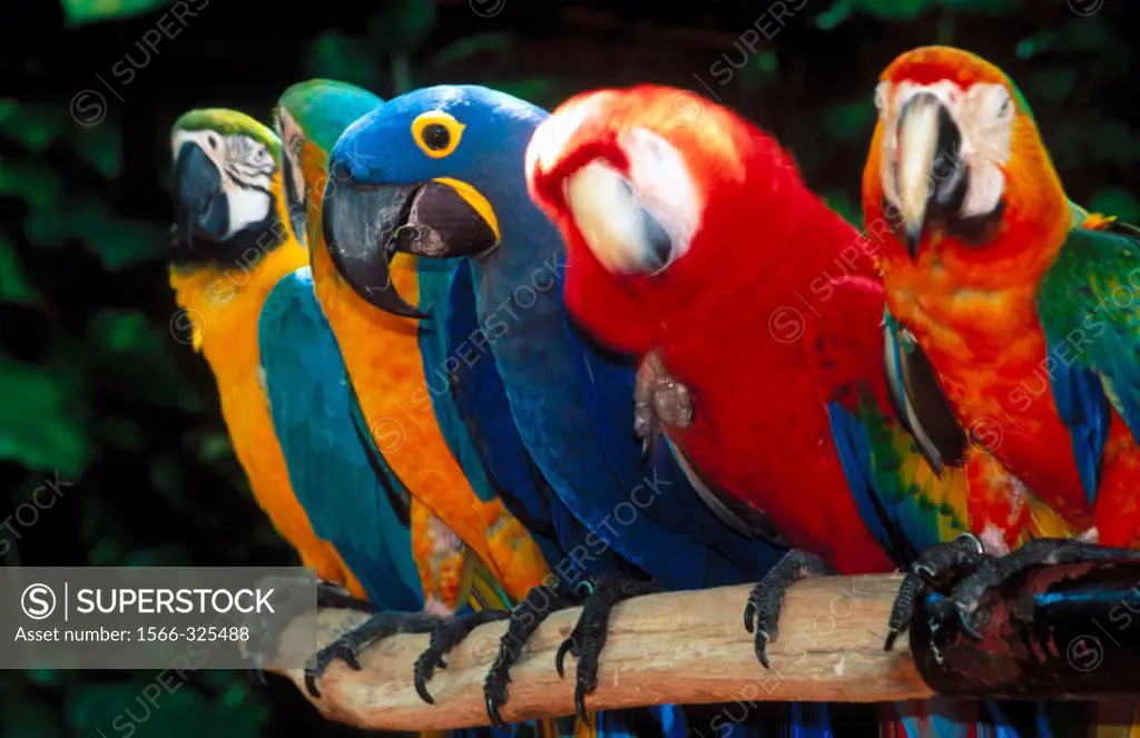 Coloured macaws. City of Miami. Florida. USA.