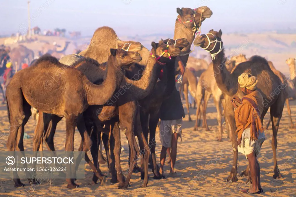 Camel Fair. Pushkar. Rajasthan. India.