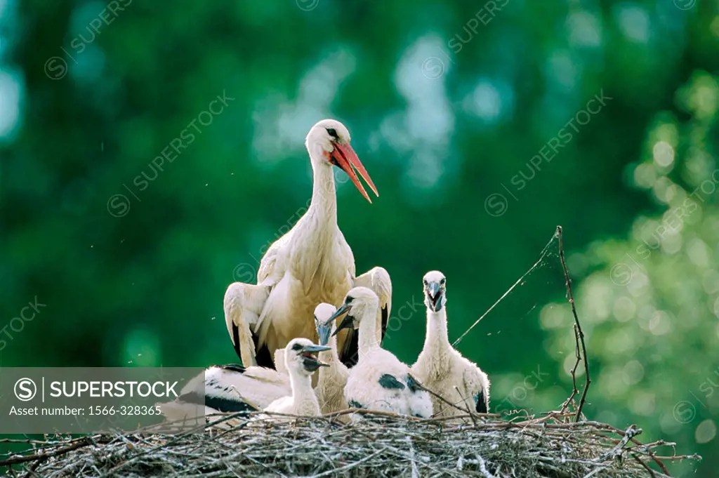 White stork chick and adult at nest (Ciconia ciconia). Alsace. France
