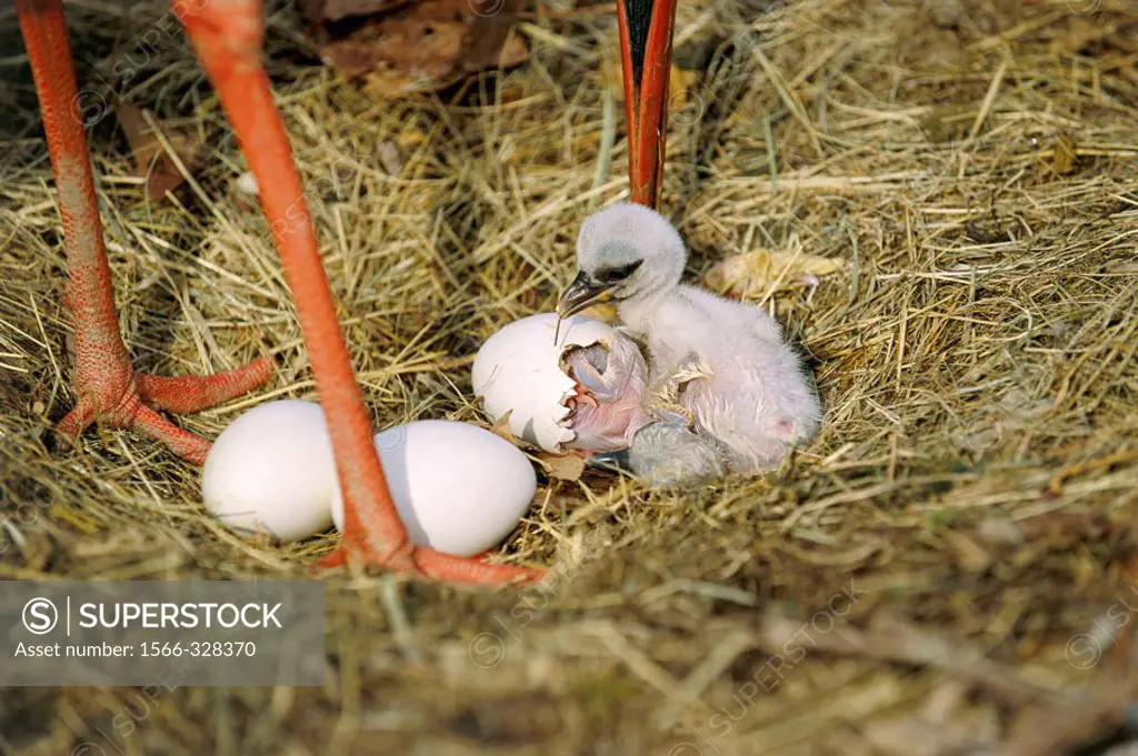 Newly hatched white stork chick (Ciconia ciconia) and other chick beginning to hatch from egg. Alsace, France