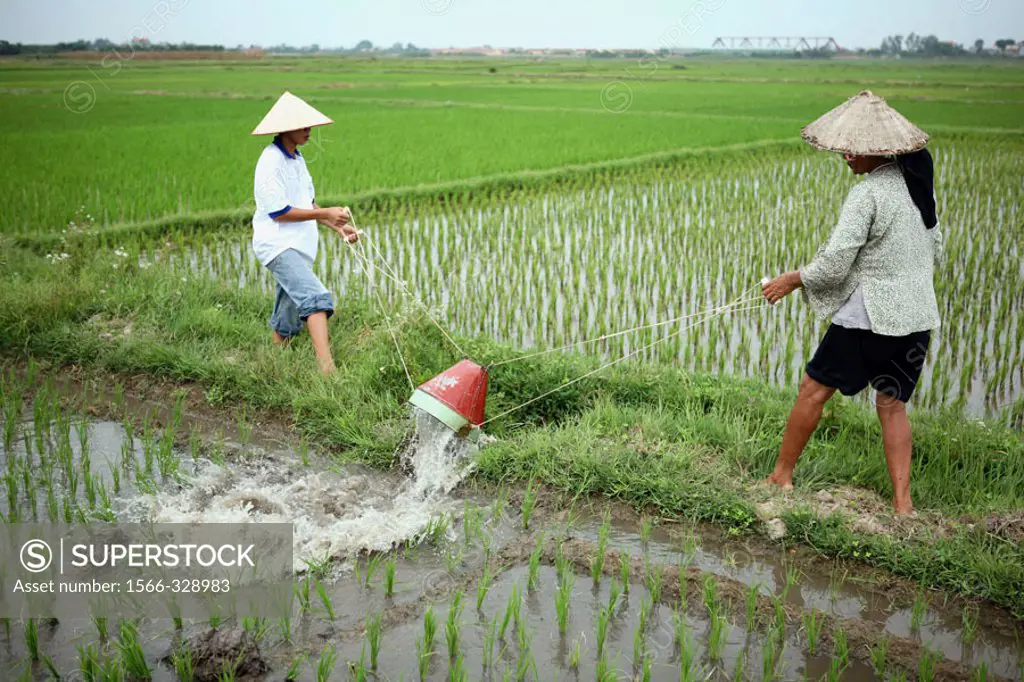 Irrigation system. Rice field. Hanoi. Vietnam.