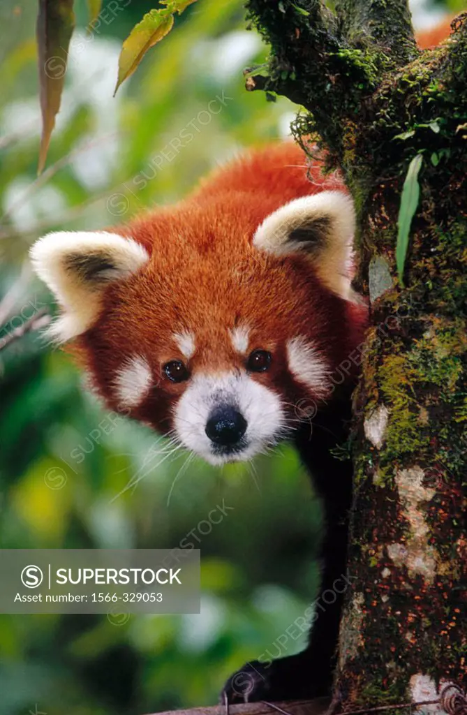 Red panda, captive. Darjeeling zoo. India.