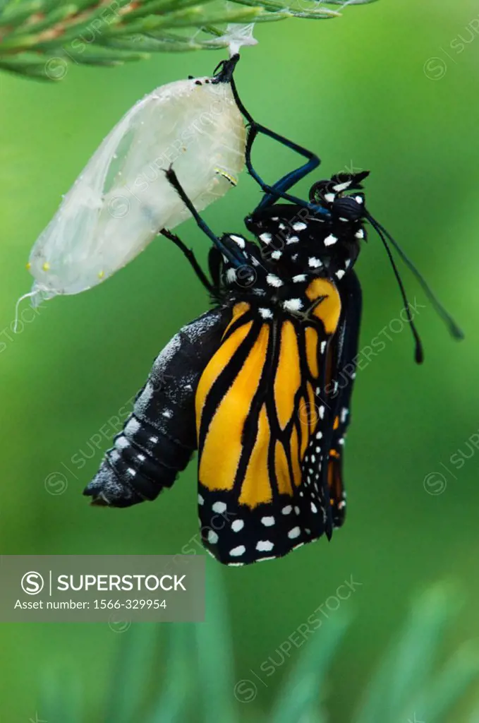 Monarch butterfly (Danaus plexippus) Newly emerged adult inflating wings. Lively, Ontario, Canada