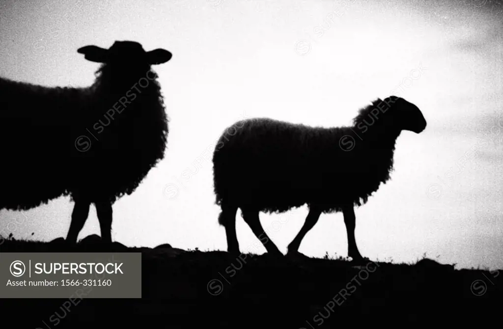 sheeps in the shadow. Pirineus mountain, Spain