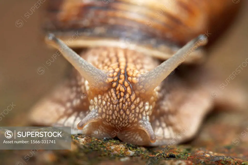 Close-up of a snail