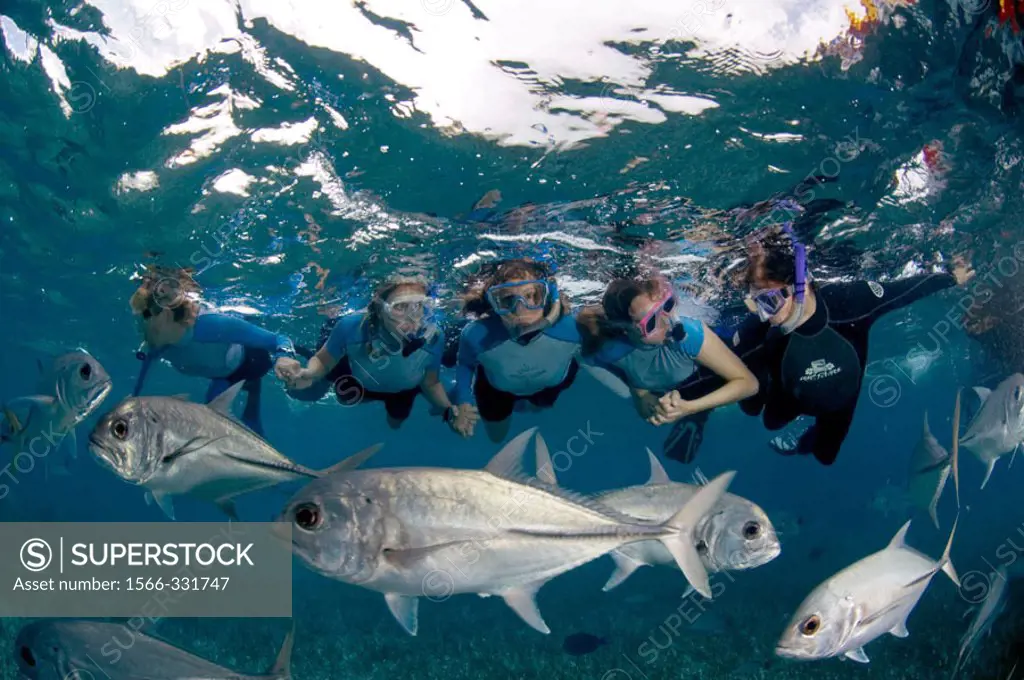 A group of women hold hands while they watch school of jacks swim past, Ambergris Caye, Belize, Caribbean Sea.