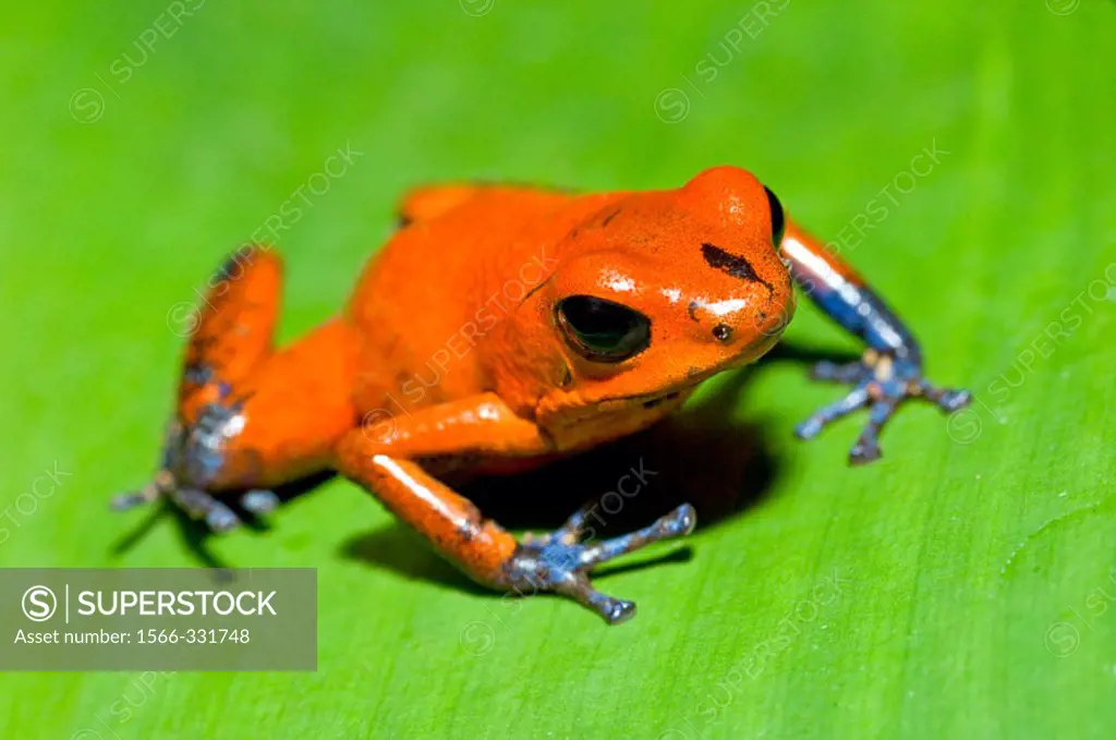 A Blue Jean Dart Frog, Dendrobates pumllio,(poison dart frog) leaps to a Heliconia leaf and creates a striking images with the intense tropical colors...