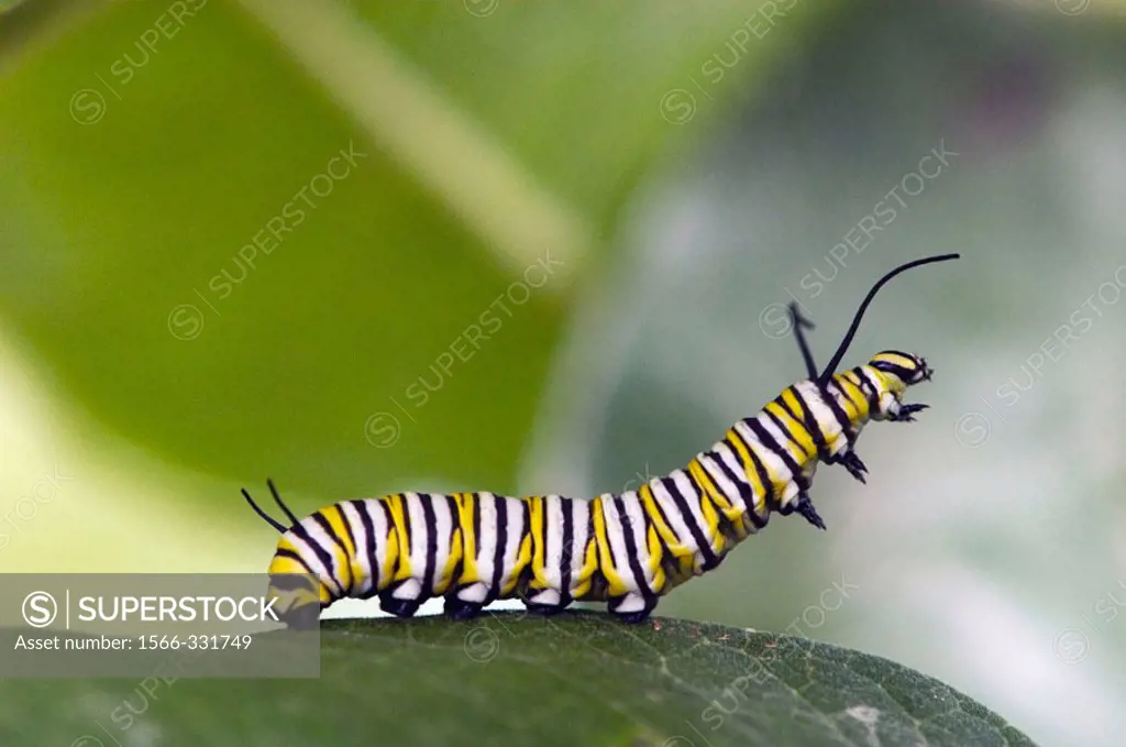 Monarch butterfly (Danaus plexippus) 5th instar caterpillar migrating away from host plant. Lively, Ontario, Canada